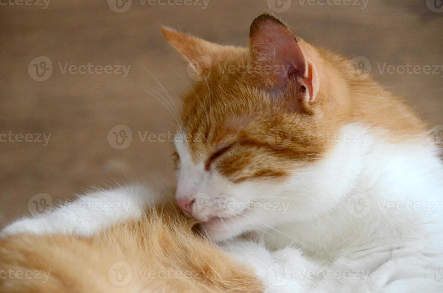 Felis silvestris forma catus, Domestic-cat, red-white, lying photo