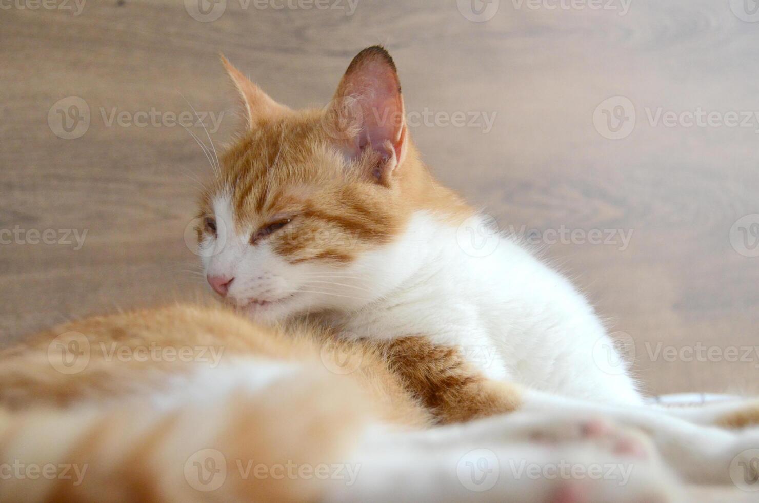 Felis silvestris forma catus, Domestic-cat, red-white, lying photo
