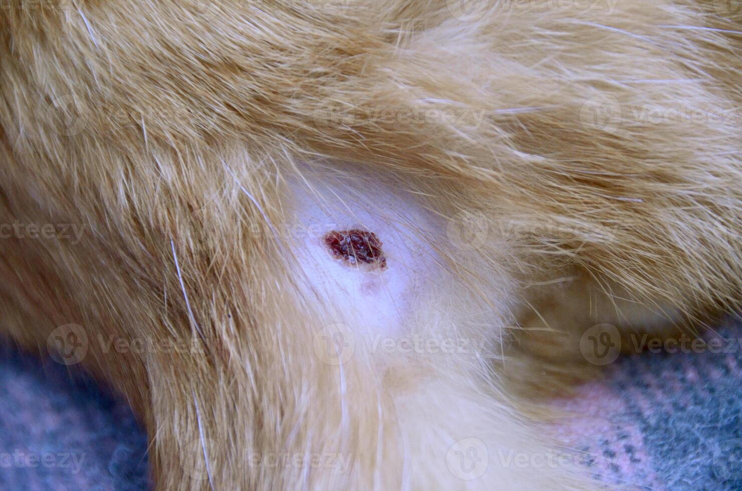 Wounds with red blood on back of brown fluffy persian cat photo