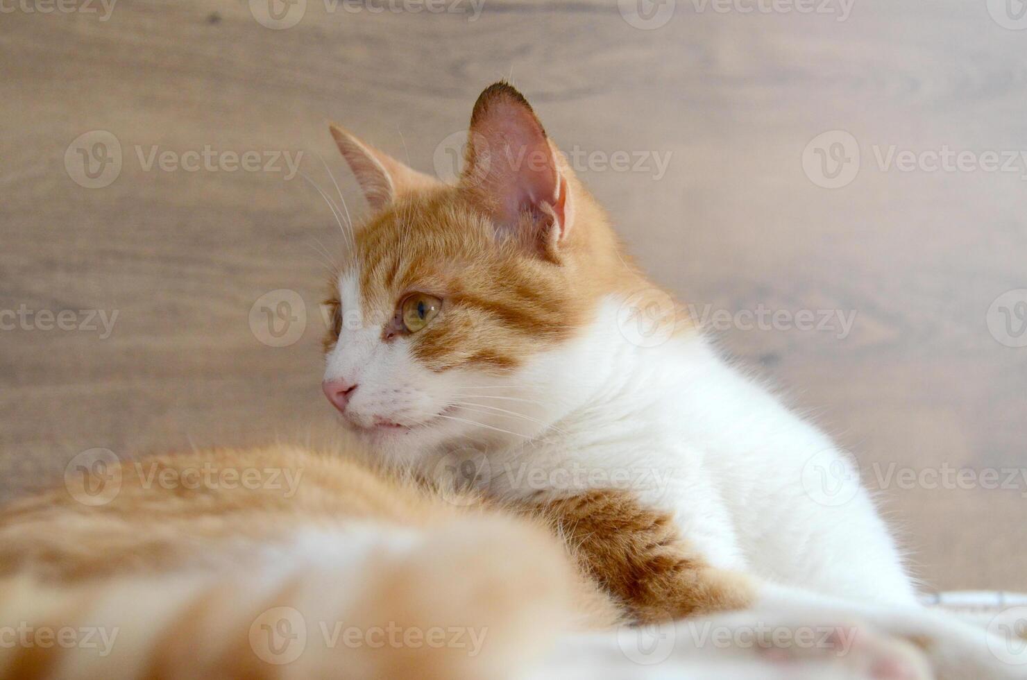 Felis silvestris forma catus, Domestic-cat, red-white, lying photo