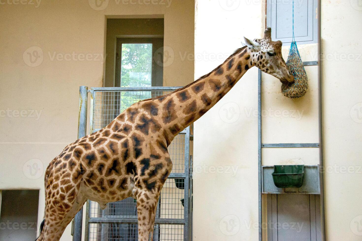 portrait of a giraffe head with big years and a funny look photo