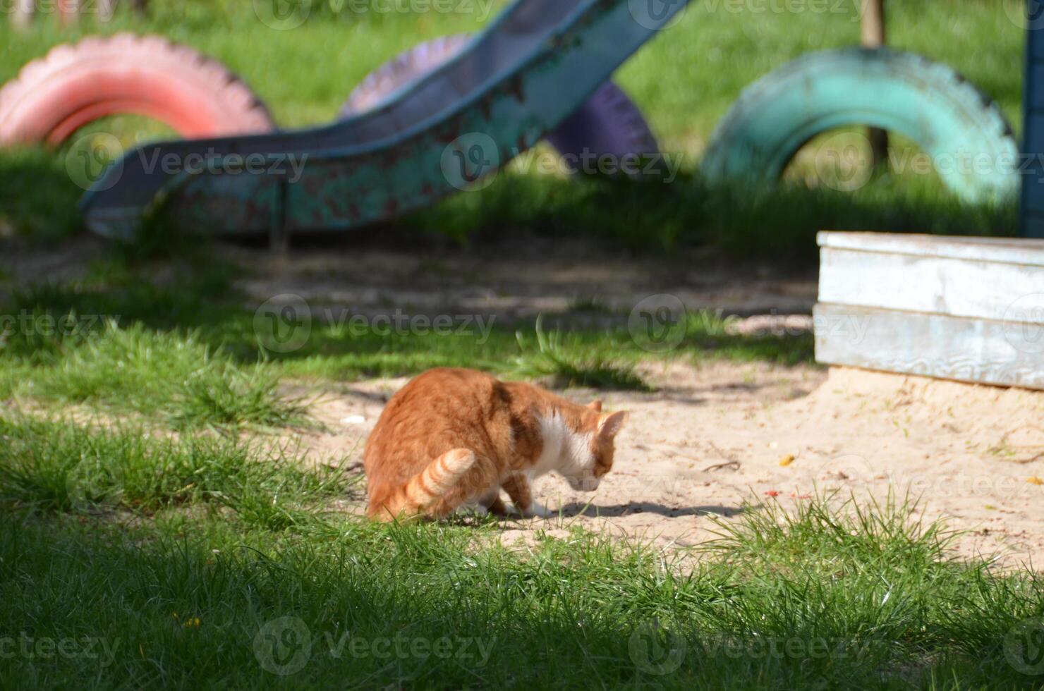 Bright portrait of cute red alley cat. photo