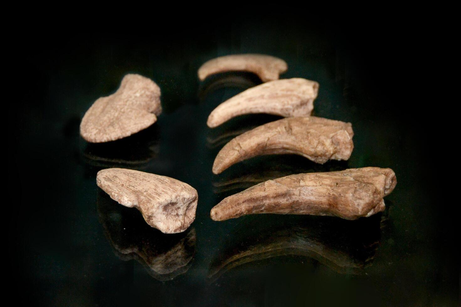 A fossil spinosaur tooth. High quality photo