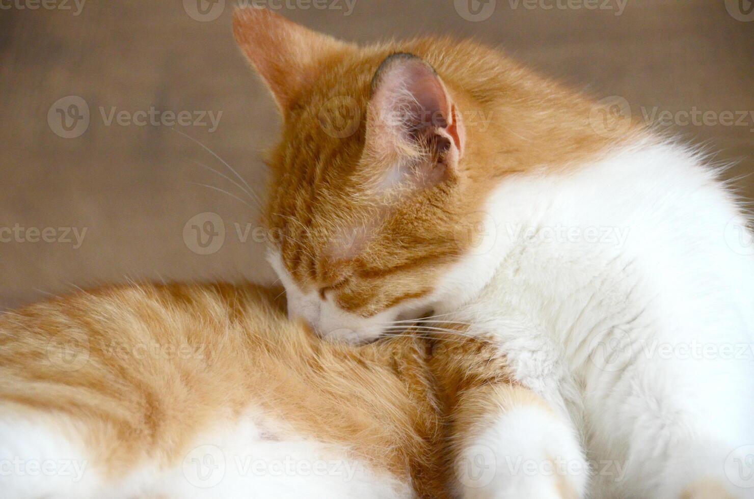 Felis silvestris forma catus, Domestic-cat, red-white, lying photo