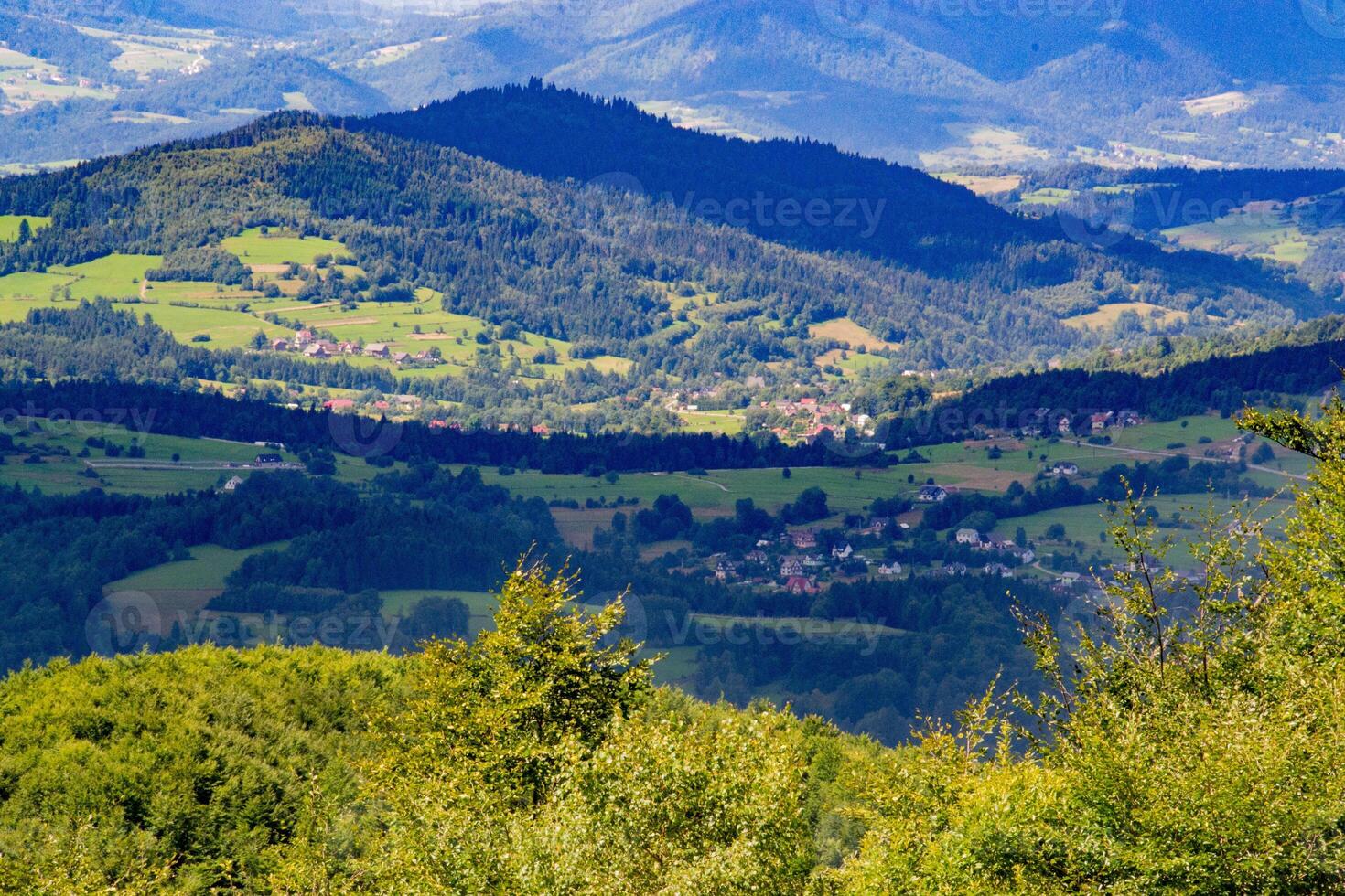 Green forest natural landscape on the mountain in summer photo