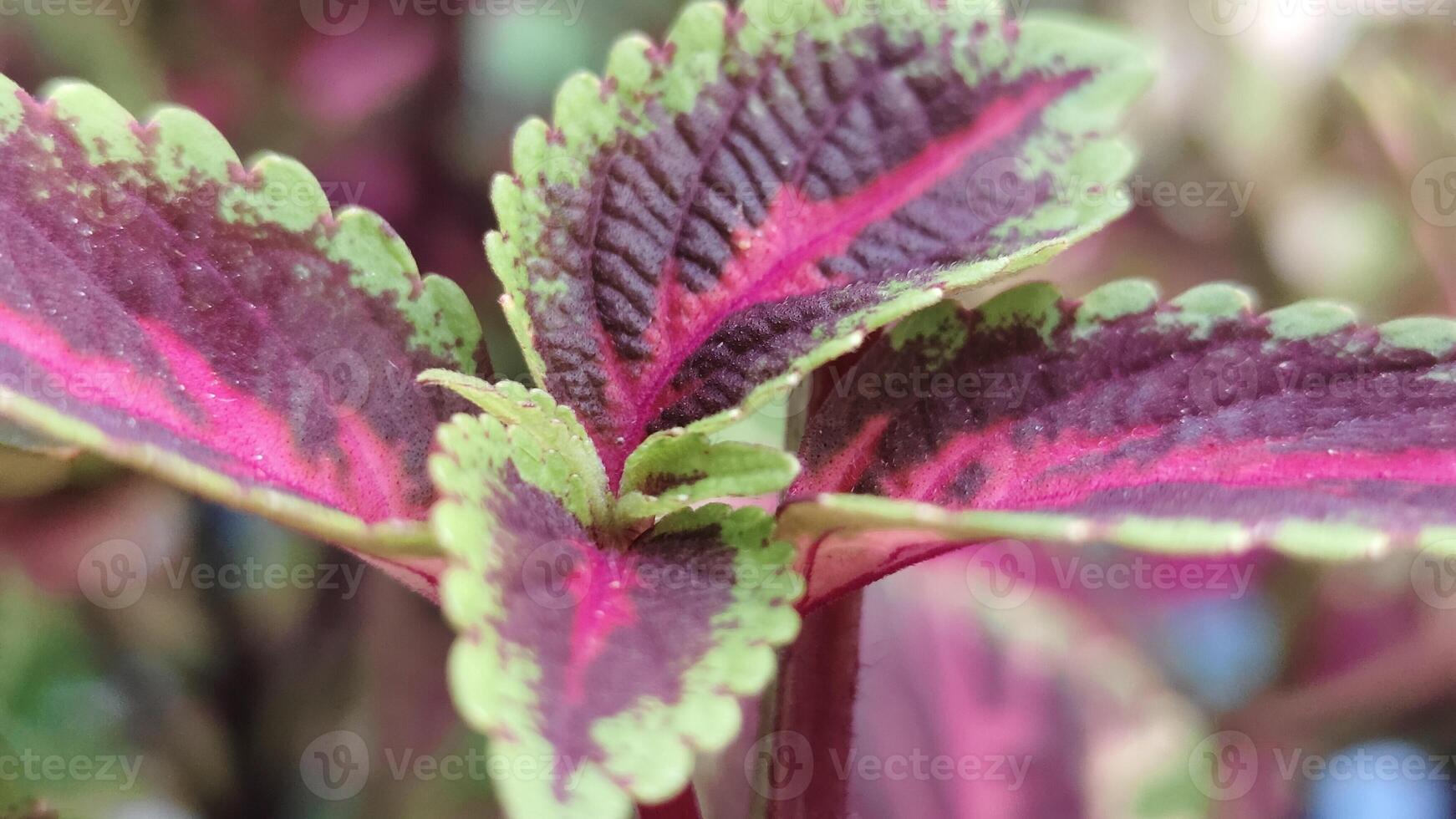 Plectranthus scutellarioides or Coleus has characteristic red leaves with a unique and beautiful leaf pattern. photo