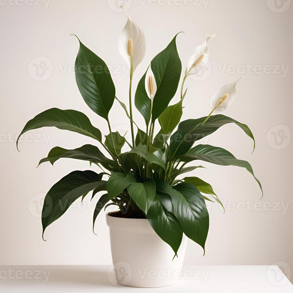 Decorative house plant images photo