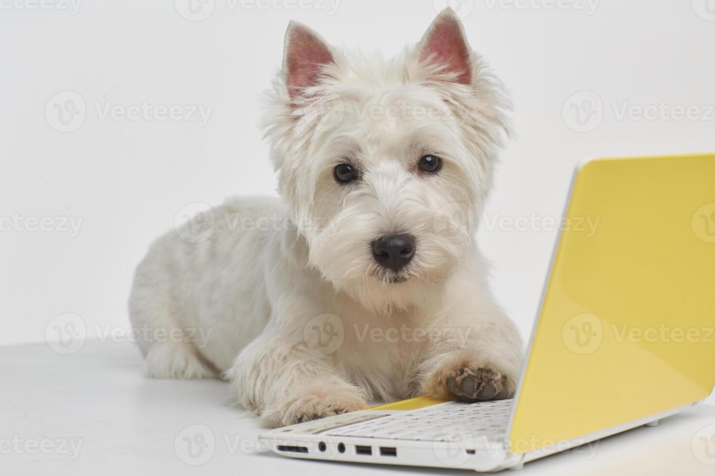 Dog breed west highland white terrier, working at a computer photo