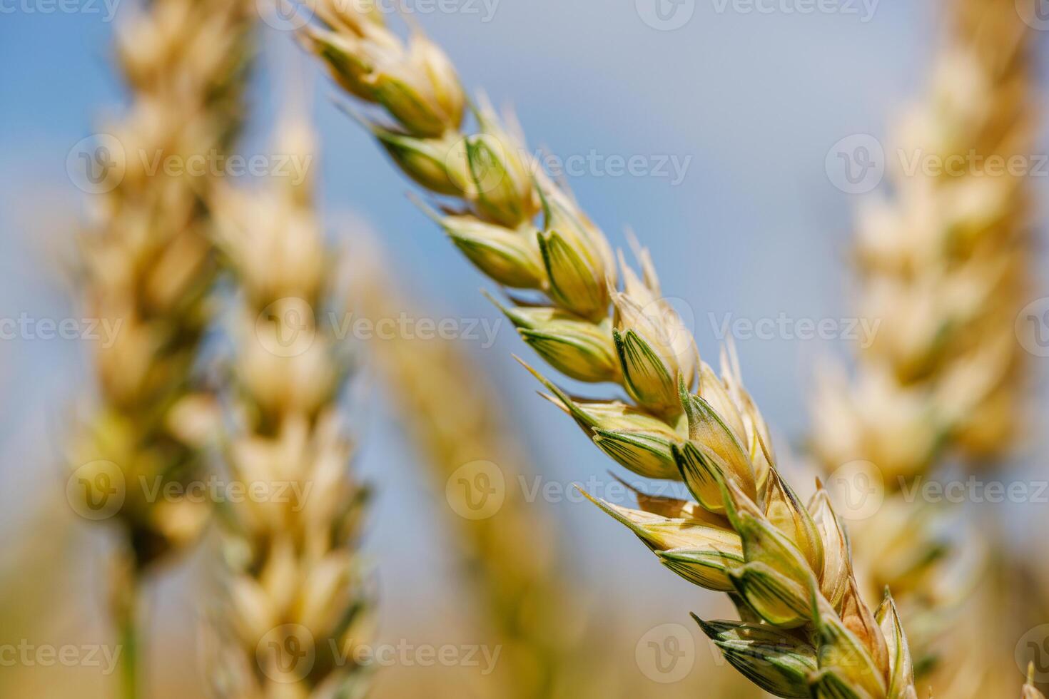 field of ripe wheat against blue sky, concept of growing cereal crops, harvest season, Grain deal photo