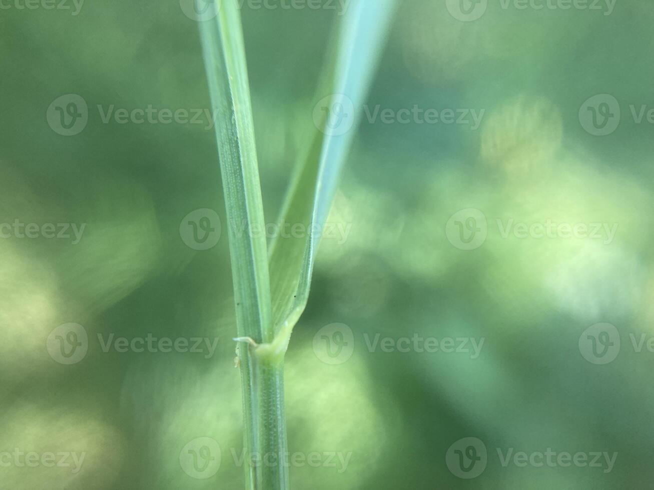 Plants green background for ecology photo
