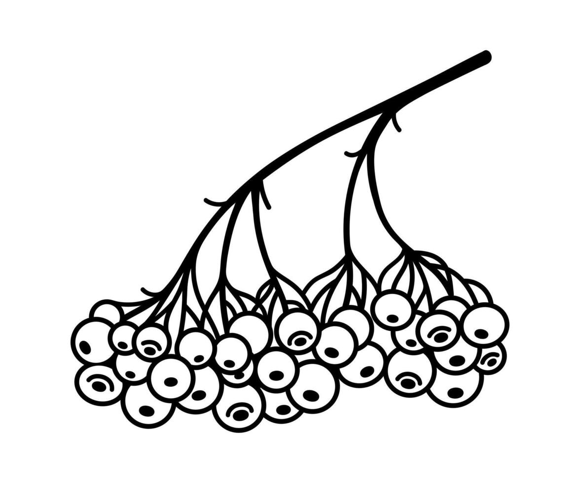 Bunch of rowan icon. Ripe autumn berries on a branch, wild or garden plant. Hand drawn black and white sketch, botanical doodle. Fruit tree twig, natural organic rowanberry. Simple drawing vector