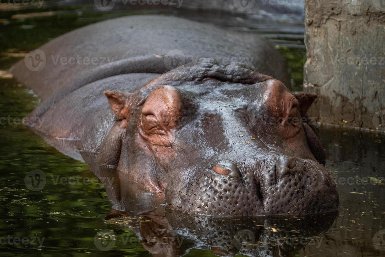 A hippopotamus is sleeping calmly in the zoo photo