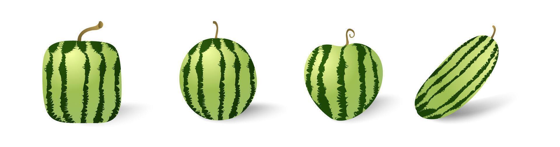 Watermelon set isolated collection with various shapes vector