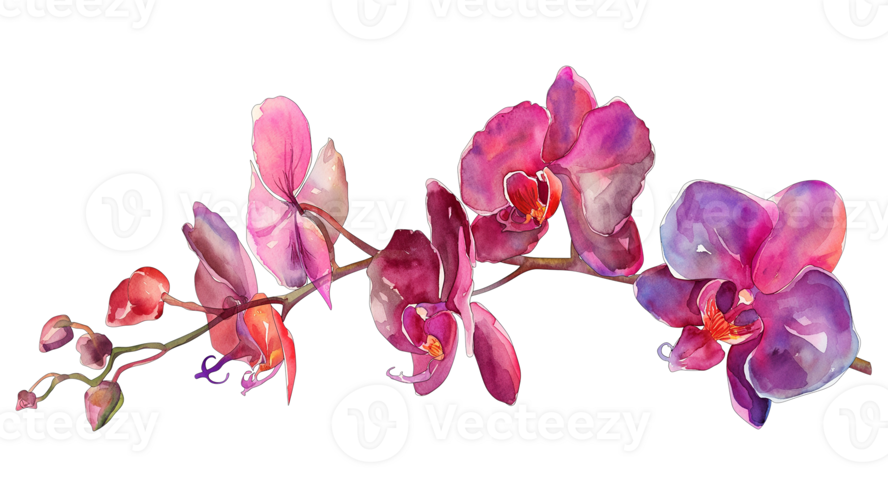 Beautiful orchid, watercolor painting isolated on a transparent background png