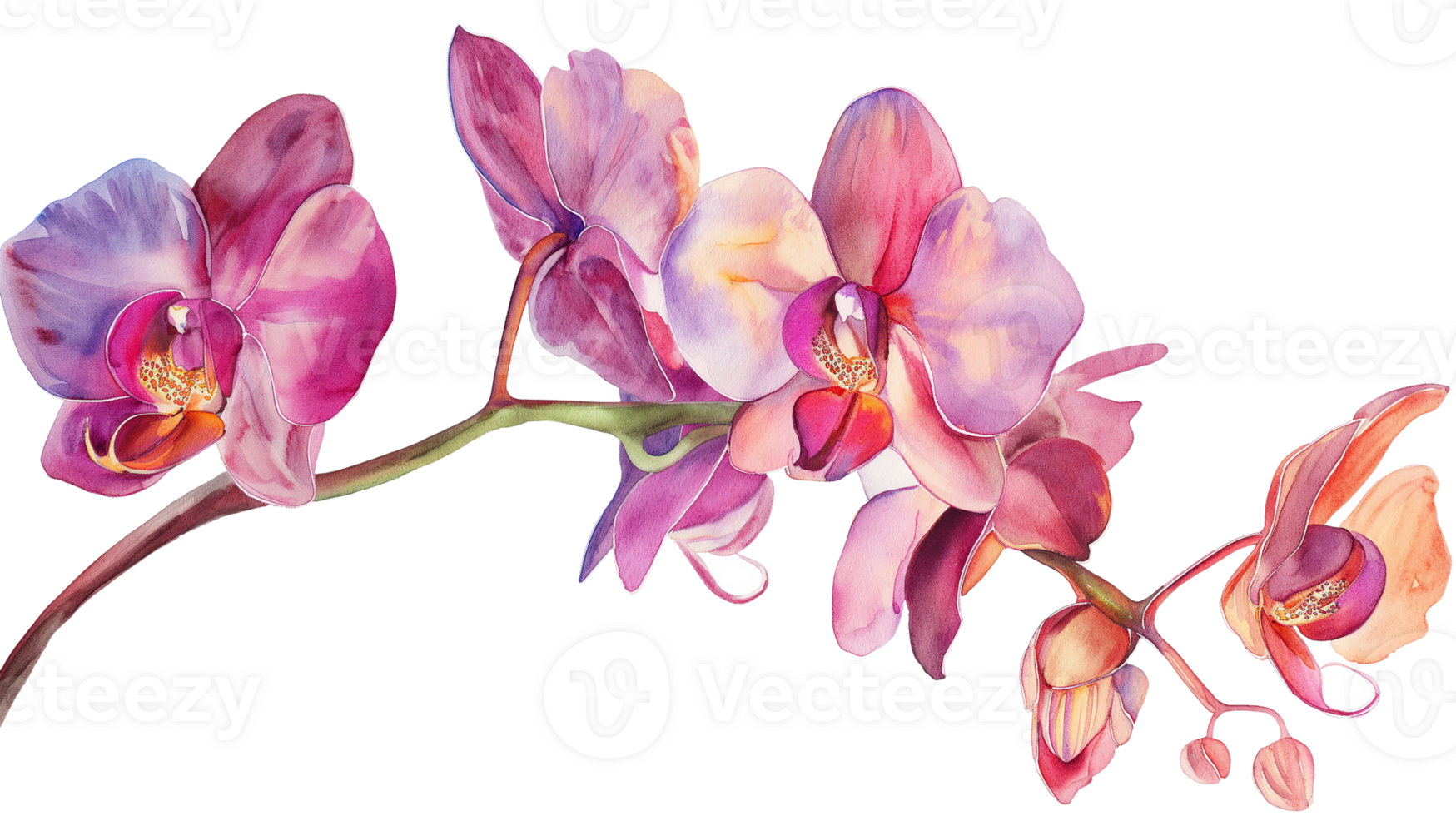 Beautiful orchid, watercolor painting isolated on a transparent background png