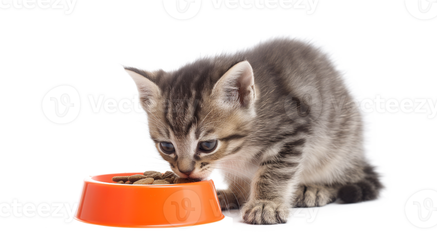 Cat sits on the Windowsill and eats Dry Food. Tabby Kitten eating from orange Bowl isolated on a transparent background png