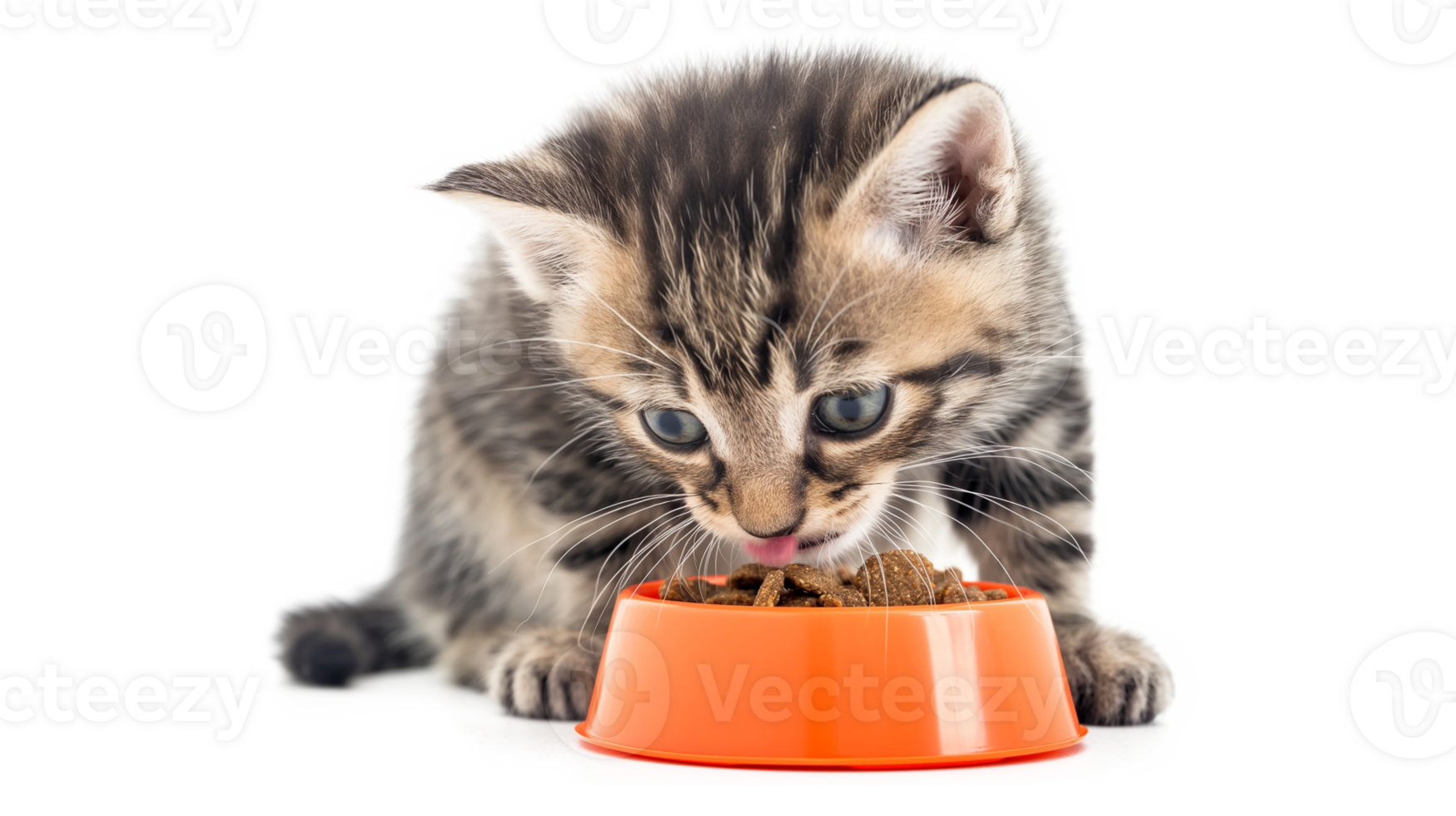 Cat sits on the Windowsill and eats Dry Food. Tabby Kitten eating from orange Bowl isolated on a transparent background png