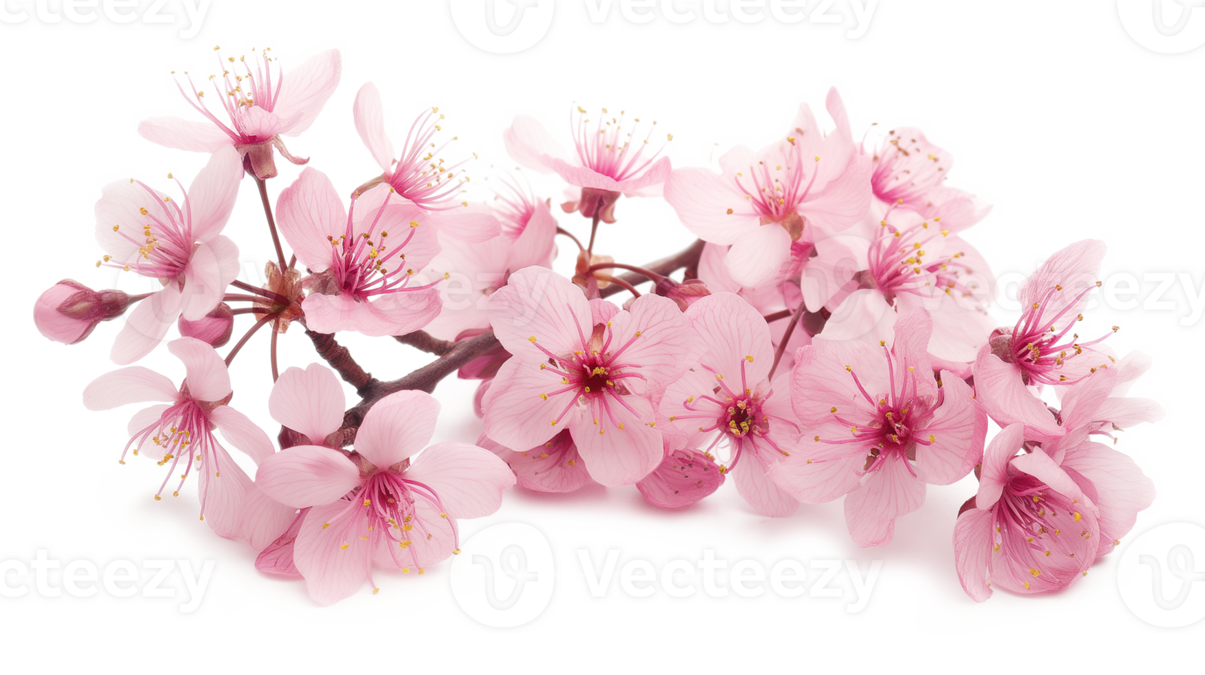 Close up of cherry blossom isolated on a transparent background png