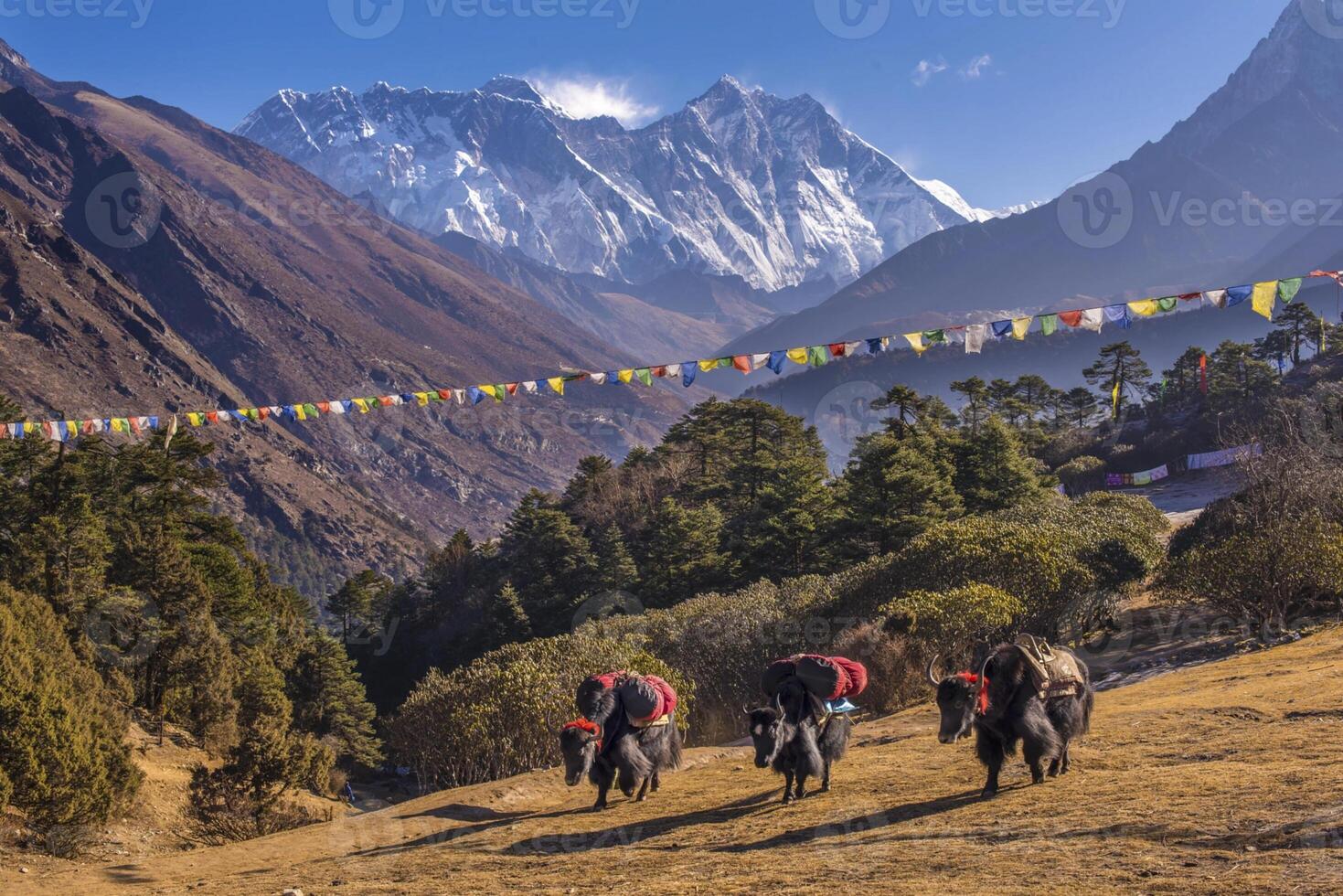 Yaks carrying load towards the Tengboche Monastery photo