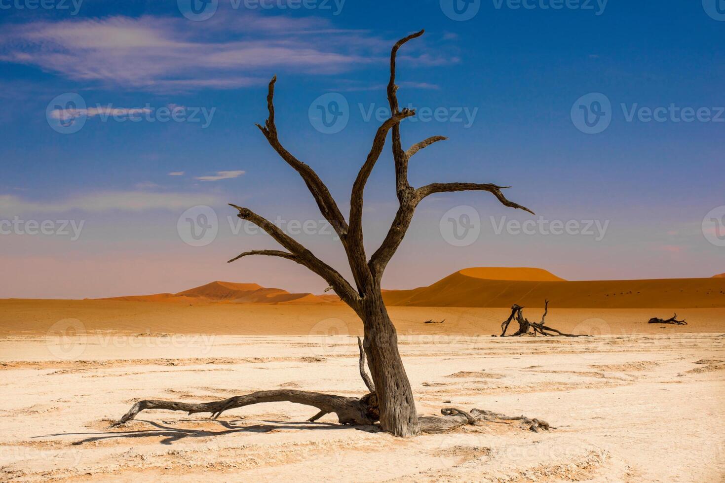 Dead camelthorn trees Acacia erioloba in Deadvlei, behind huge red sand dune Daddy Dune, atmospheric in the morning light, Sossusvlei, Namib Desert, Namib-Naukluft National Park, Namibia, Africa photo