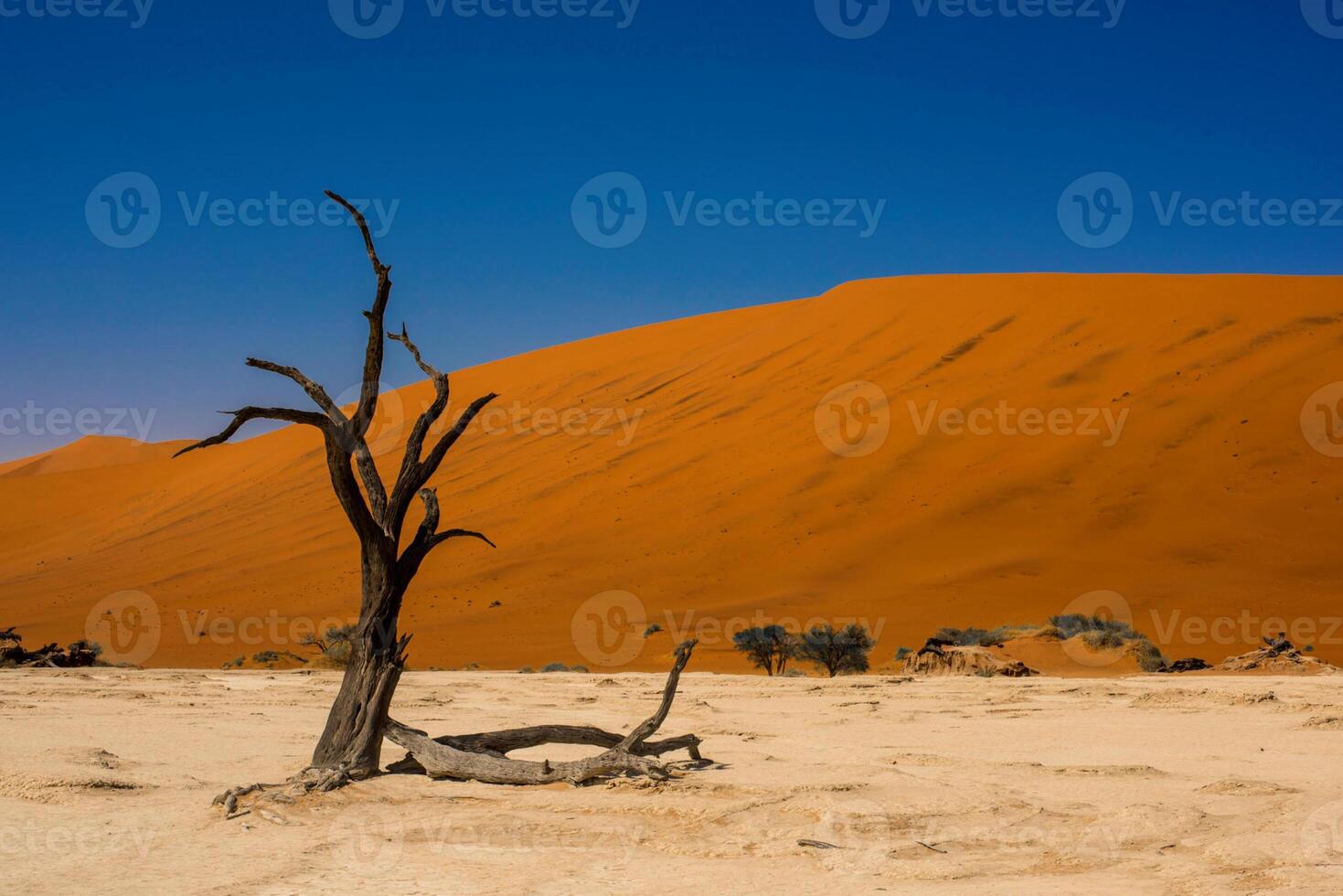 Dead camelthorn trees Acacia erioloba in Deadvlei, behind huge red sand dune Daddy Dune, atmospheric in the morning light, Sossusvlei, Namib Desert, Namib-Naukluft National Park, Namibia, Africa photo