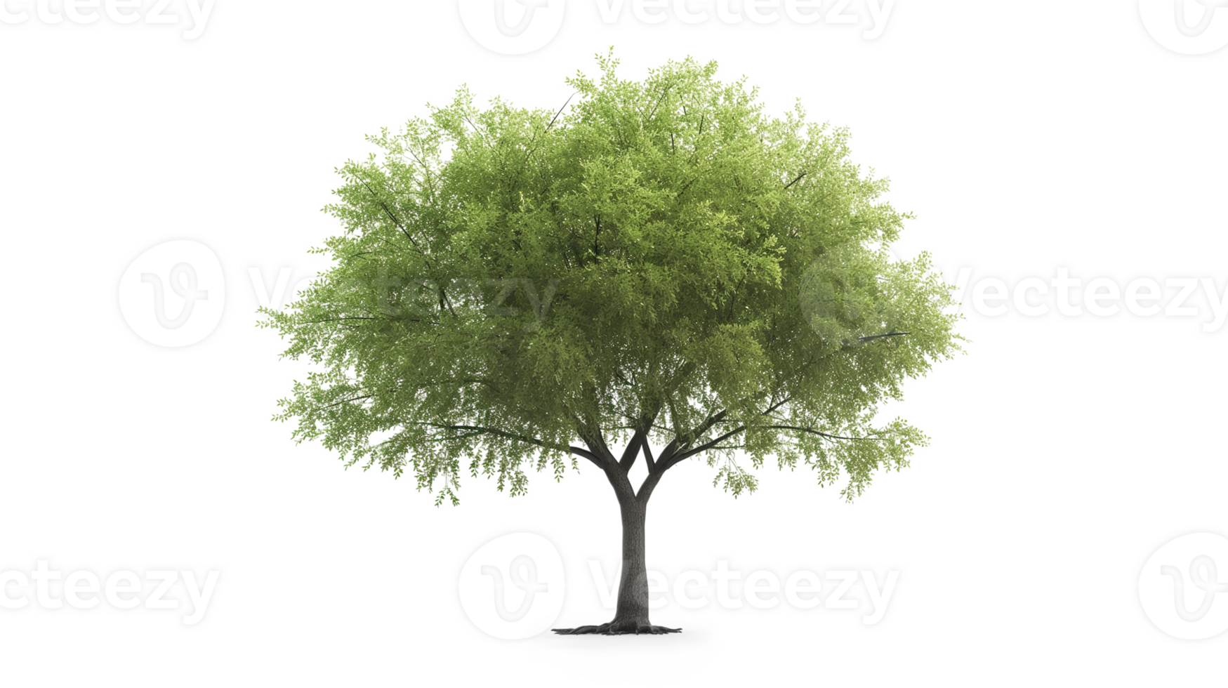 Green tree isolated on a transparent background png