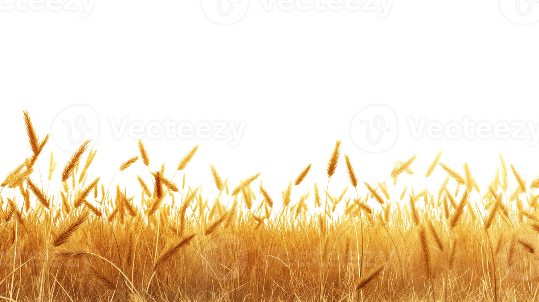 Golden wheat field and sunny day isolated on a transparent background png