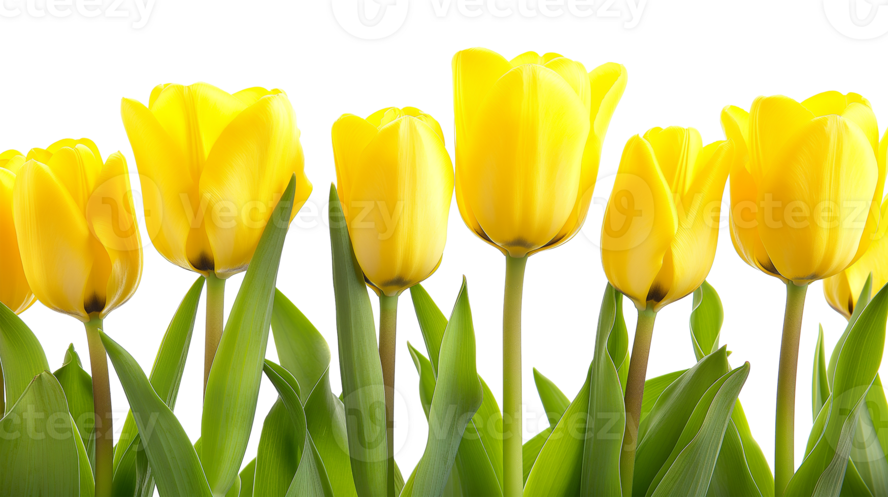Beautiful yellow tulips isolated on a transparent background png