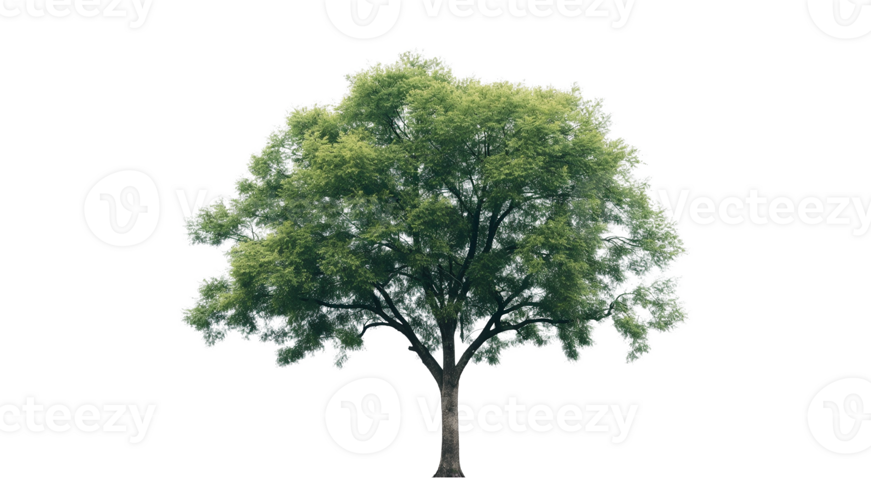 Green tree isolated on a transparent background png