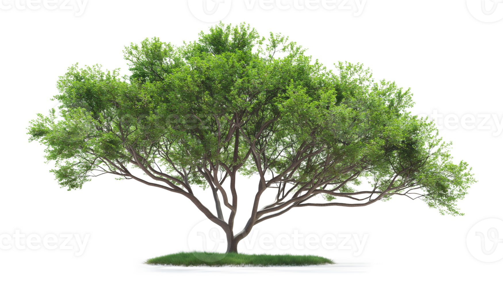 Green tree isolated on a transparent background png