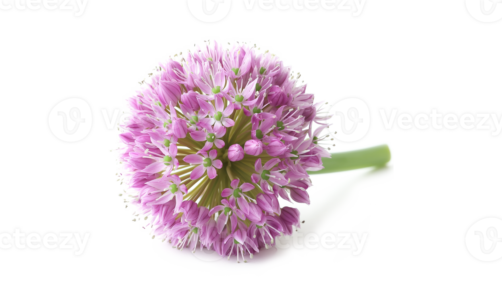 Allium isolated on a transparent background png