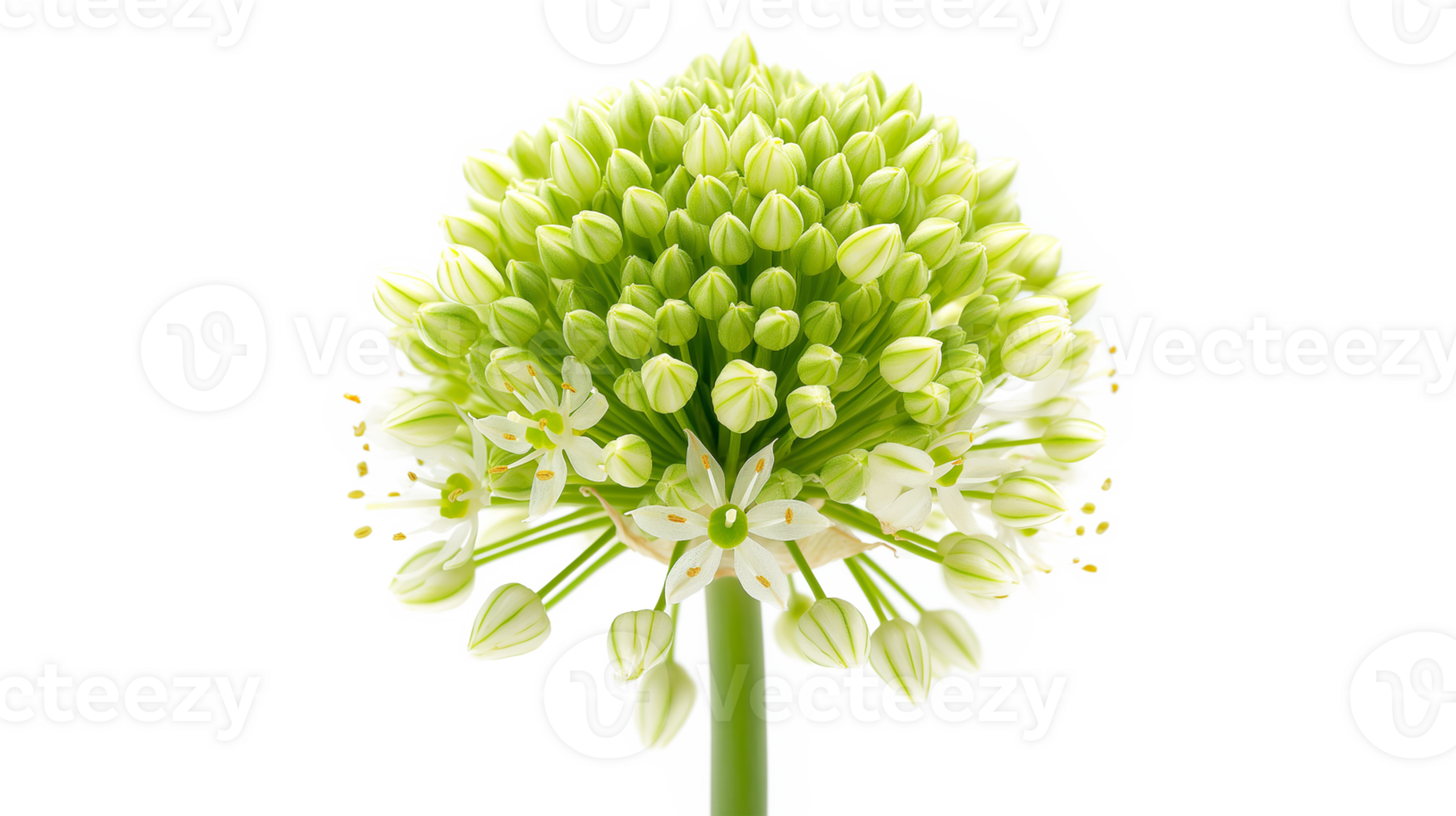 Allium isolated on a transparent background png