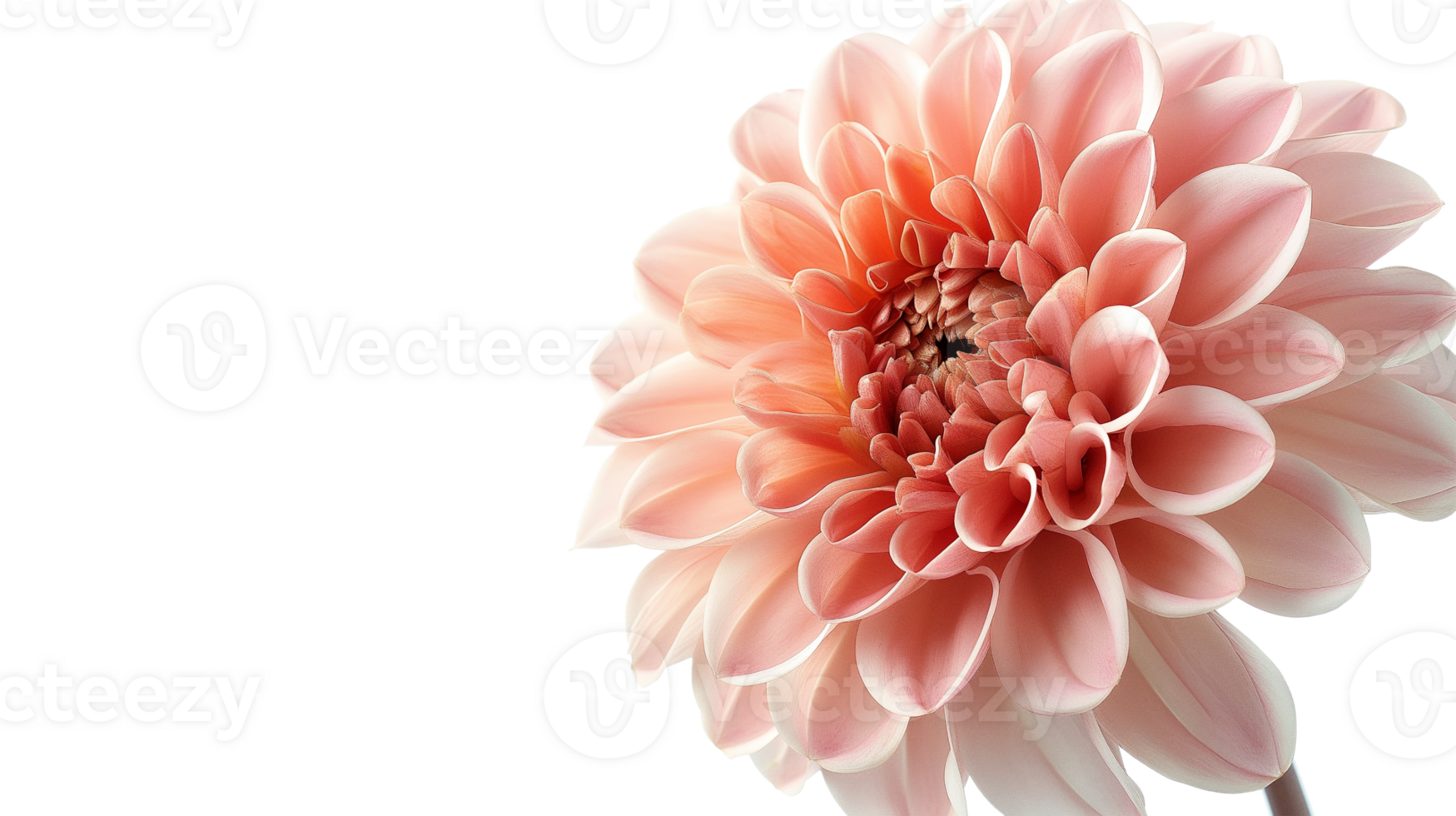 A close up of a pink flower with a transparent background. The flower is the main focus of the image, and it is a dahlia. The flower is in full bloom png