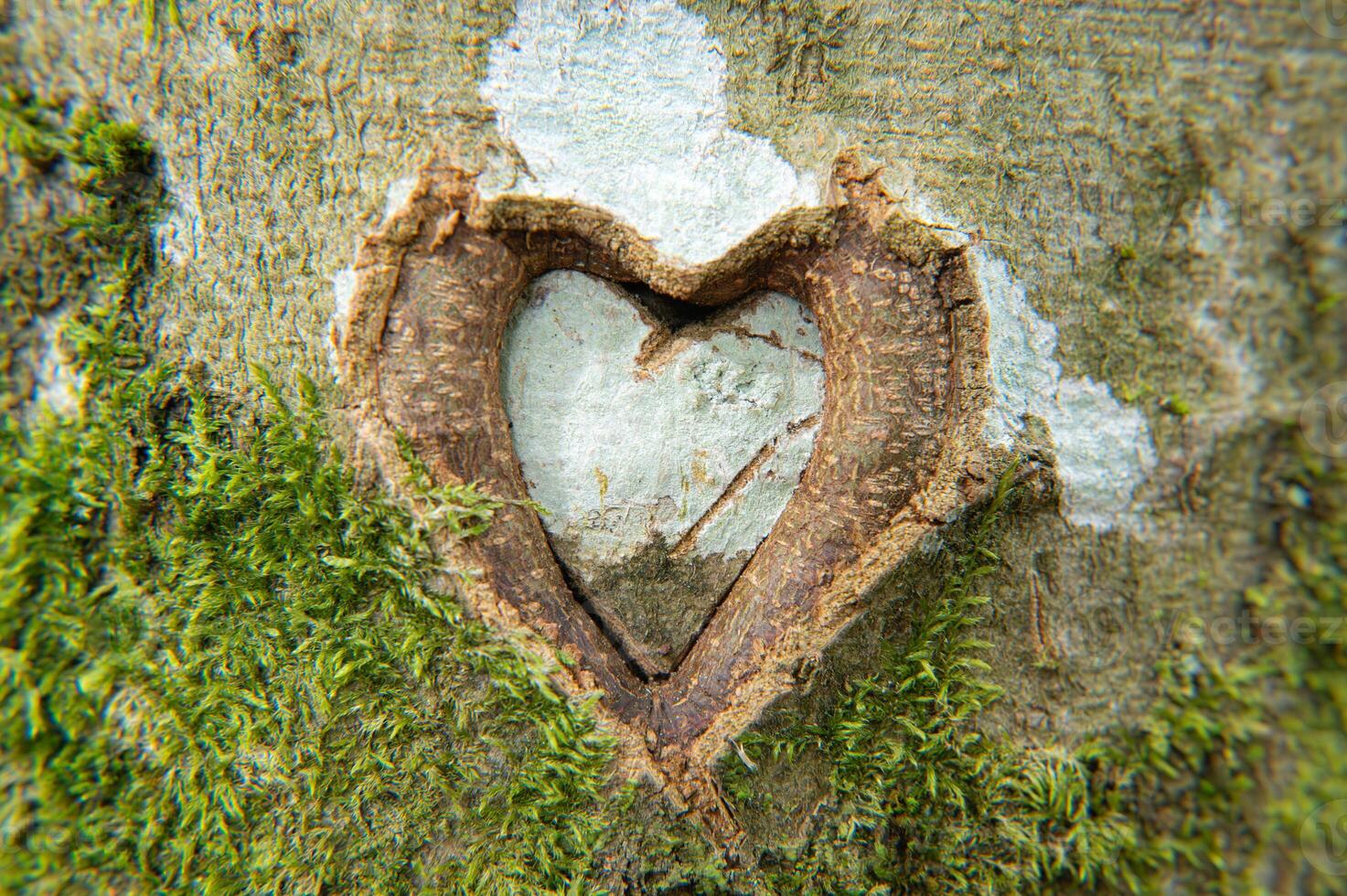 A tree bears evidence of love and romance. photo
