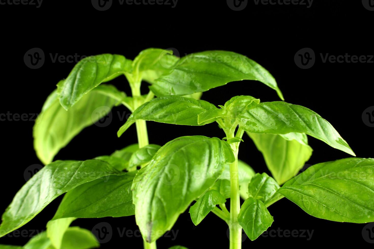 basil fresh on a black background. basil plant close-up. basil leaves on the bush photo