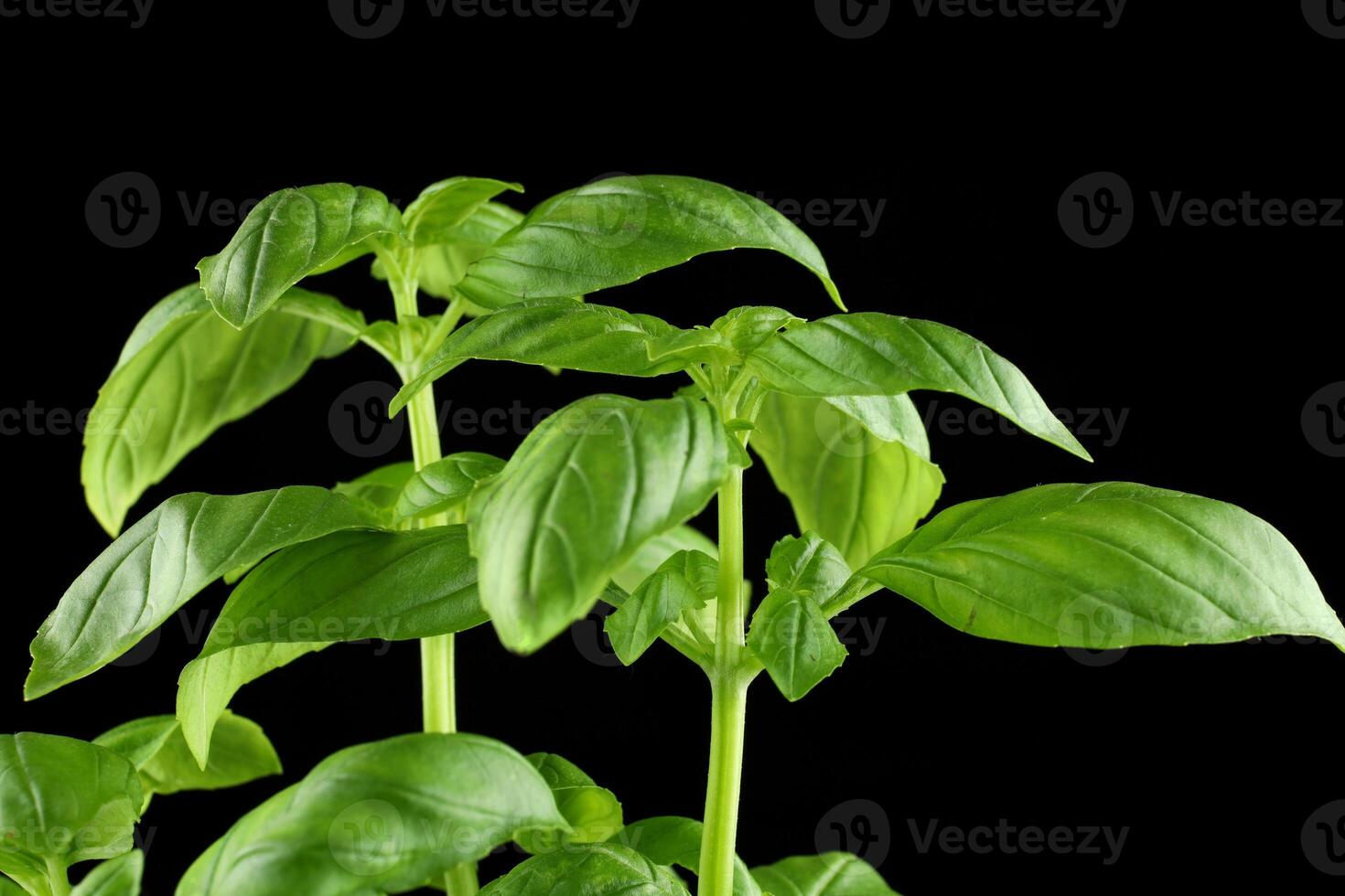 basil fresh on a black background. basil plant close-up. basil leaves on the bush photo