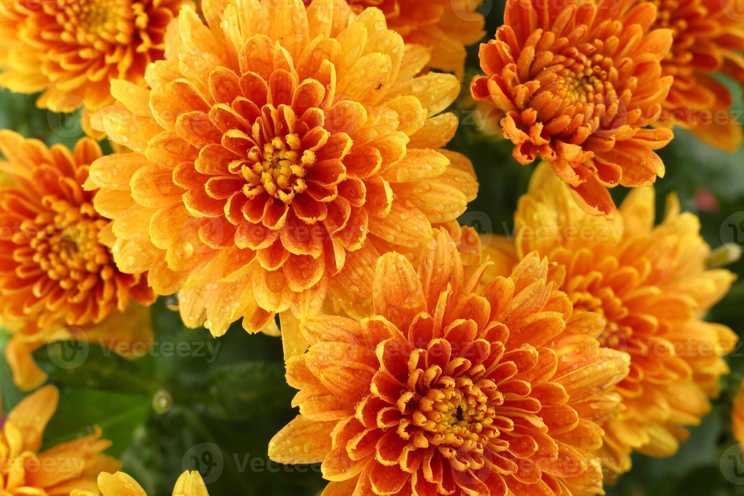 Orange chrysanthemum flowers. Chrysanthemums close-up. photo