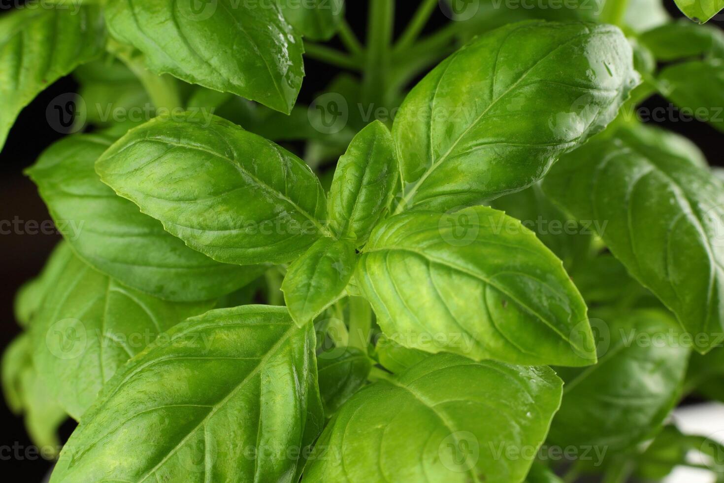 basil fresh on a black background. basil plant close-up. basil leaves on the bush photo