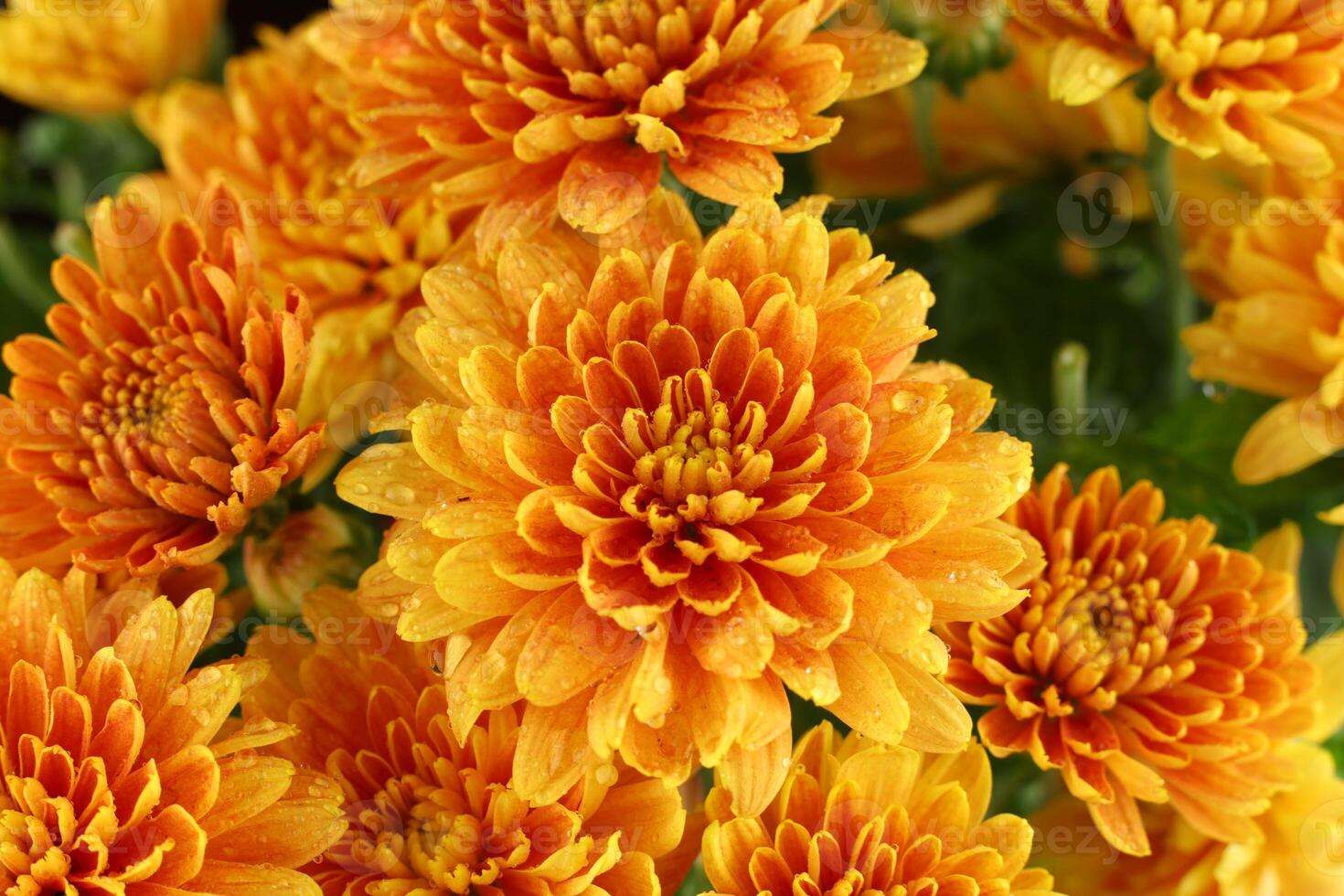 Orange chrysanthemum flowers. Chrysanthemums close-up. photo