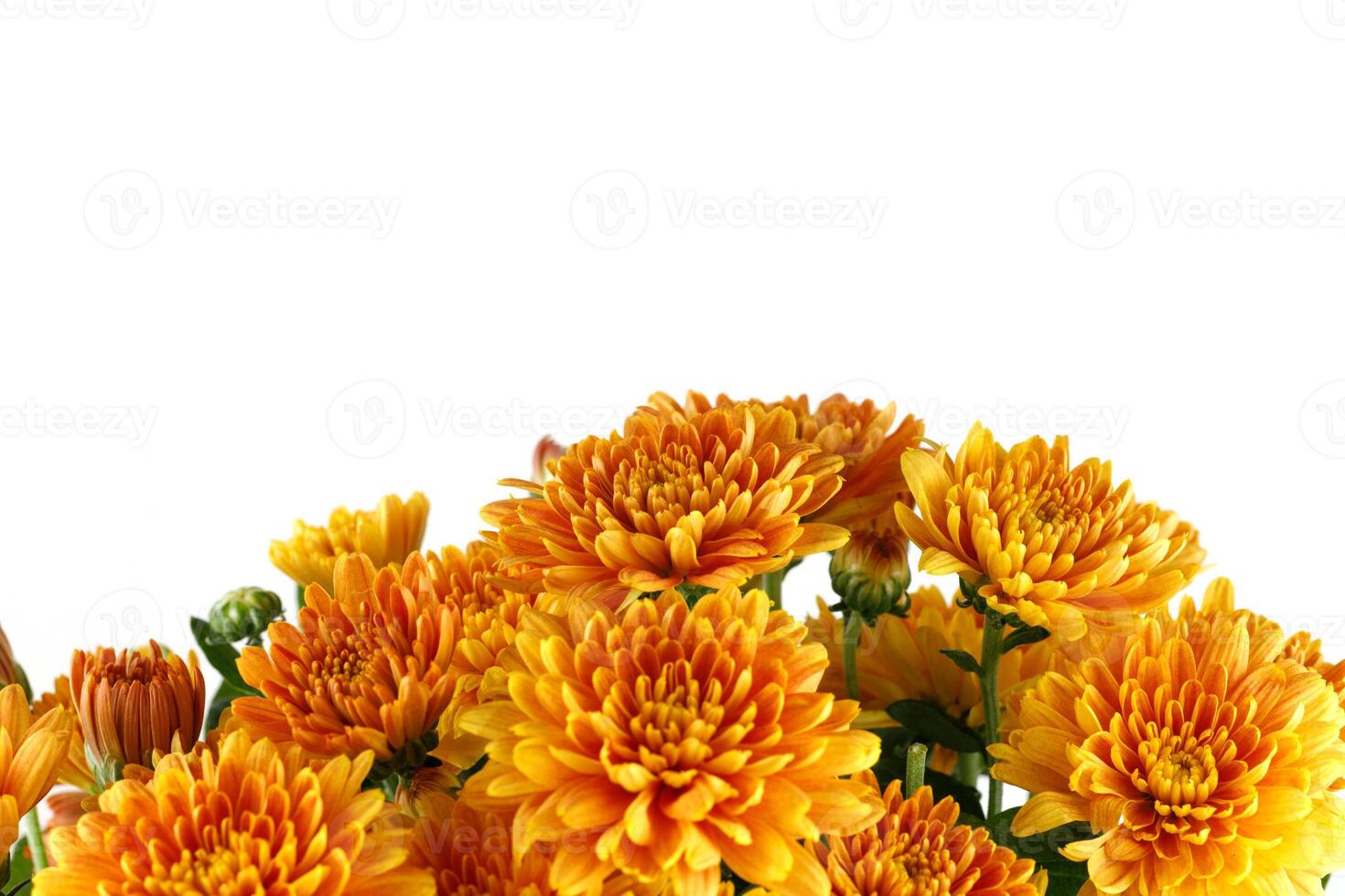 Orange chrysanthemum flowers. Chrysanthemums on white isolate. photo