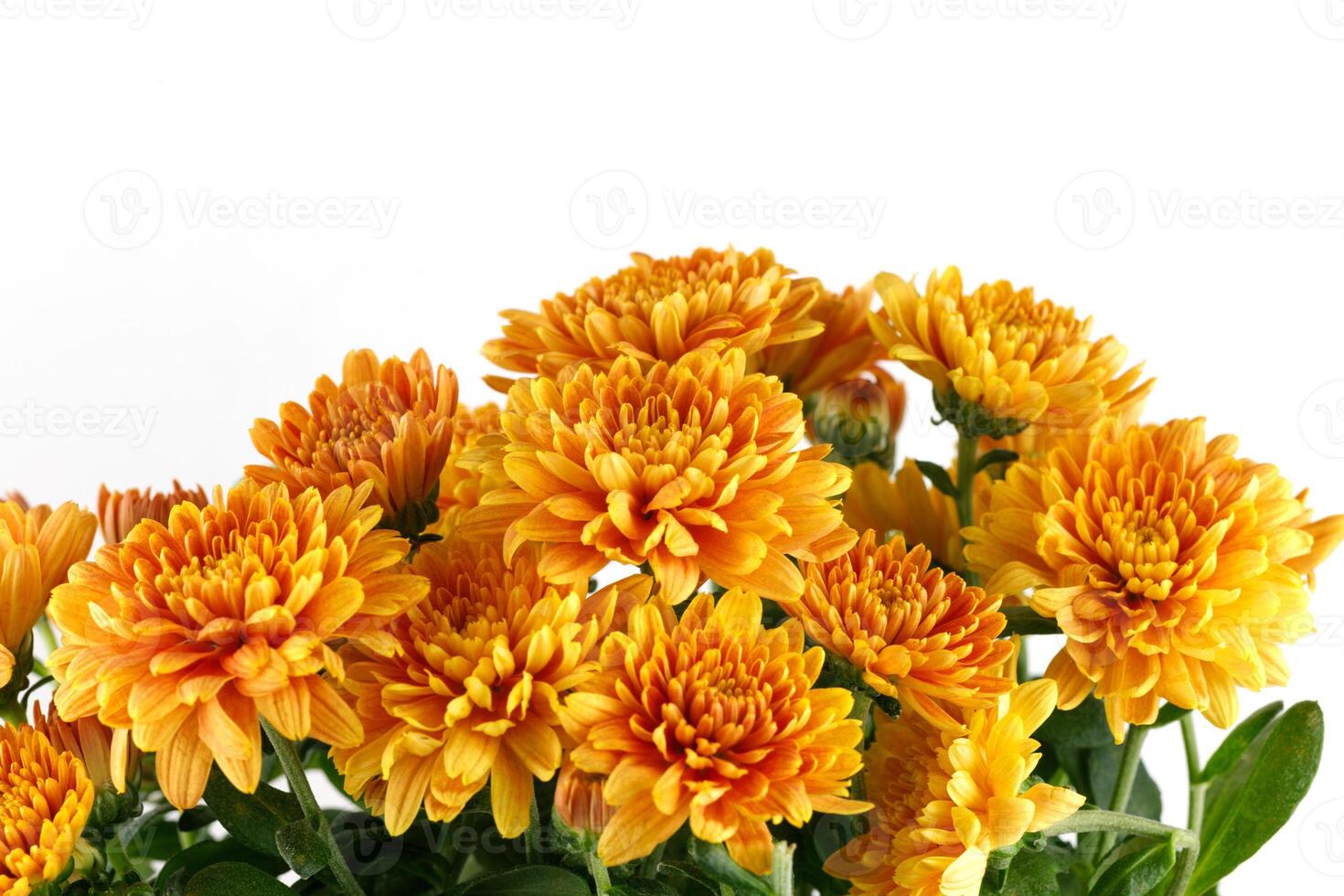 Orange chrysanthemum flowers. Chrysanthemums on white isolate. photo