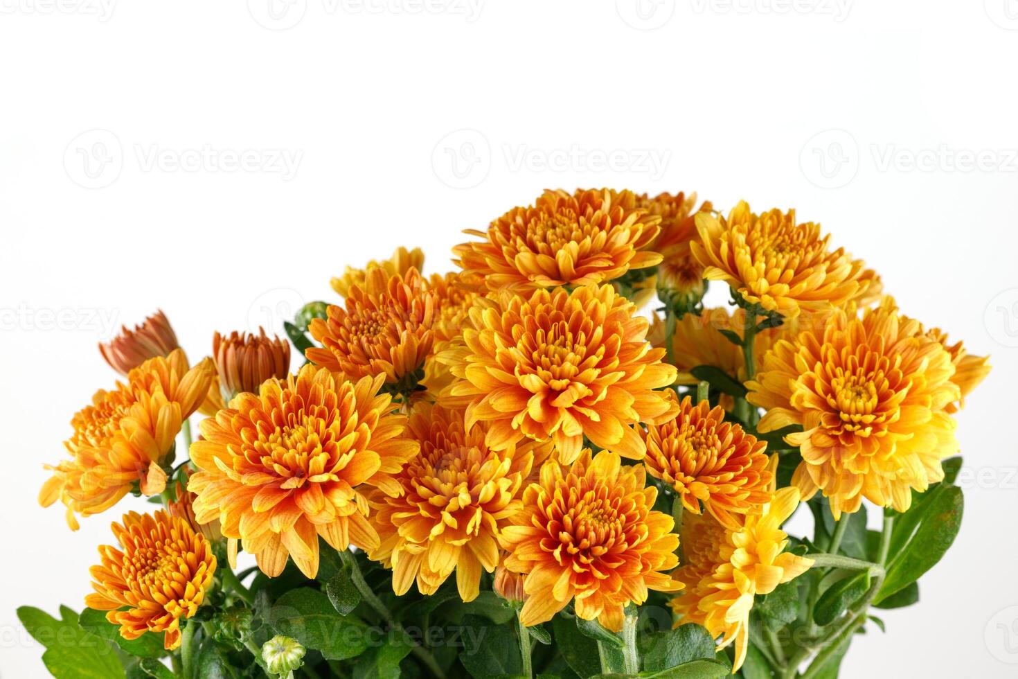 Orange chrysanthemum flowers. Chrysanthemums on white isolate. photo