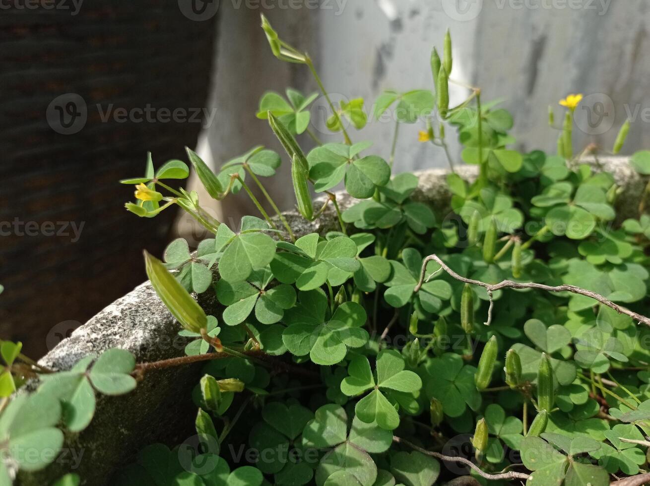Creeping woodsorrel plant photo