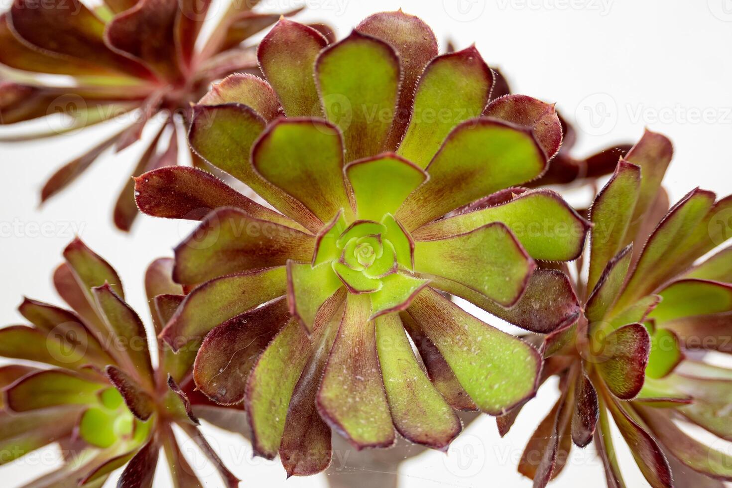 Close up shot of aeonium arboreum var. atropurpureum. photo