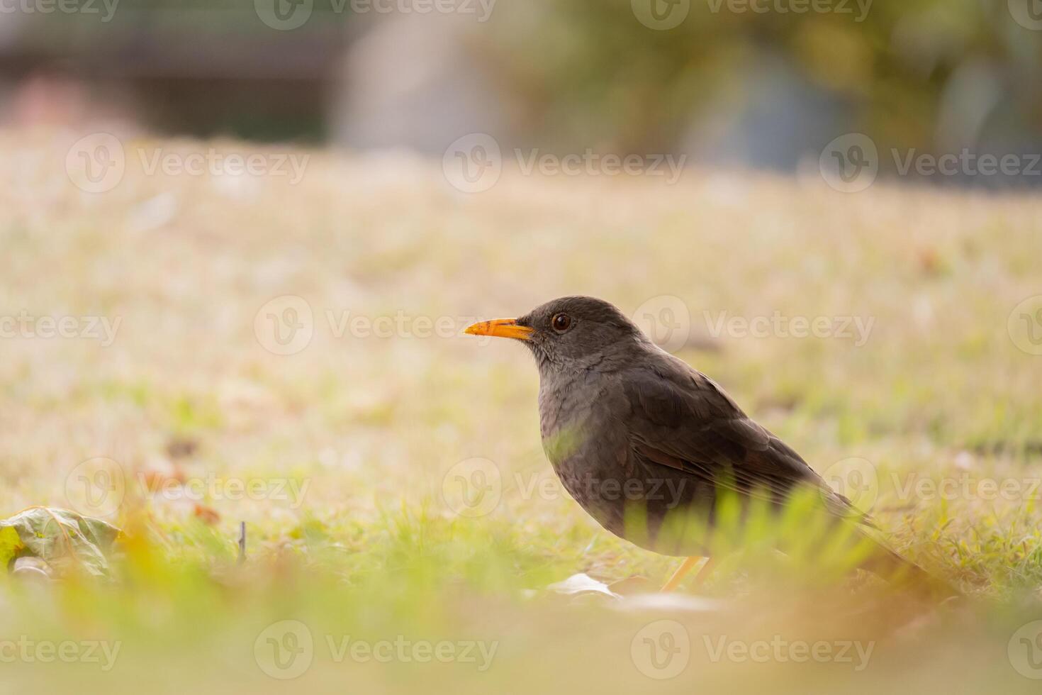 Female thrush feeding in a park. photo
