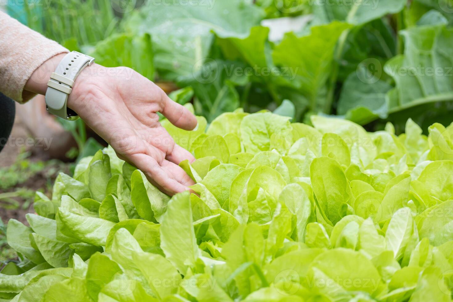 A woman's hand checking the lettuce in the garden. The lettuces are shiny and light in color. photo