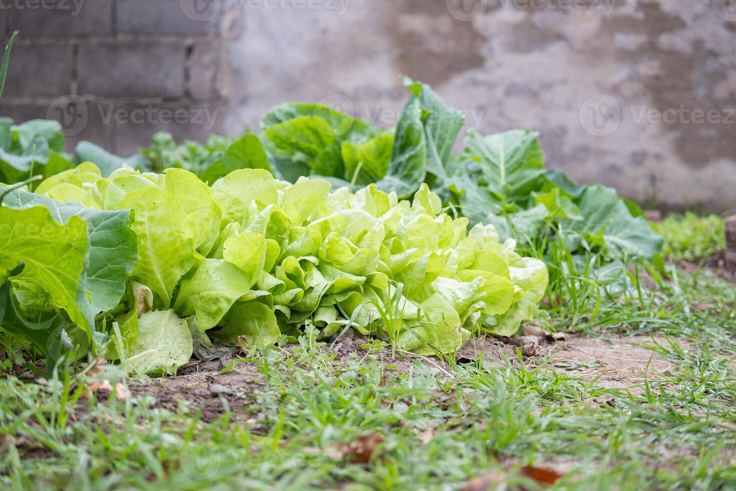 Urban, homemade vegetable garden made with recycled products., photo