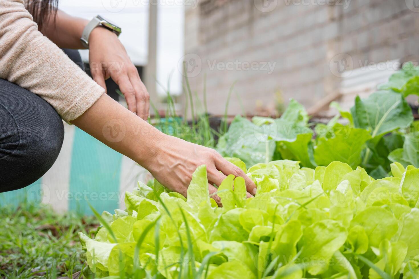 Woman carefully checks the lettuce plants growing in the urban vegetable garden. photo