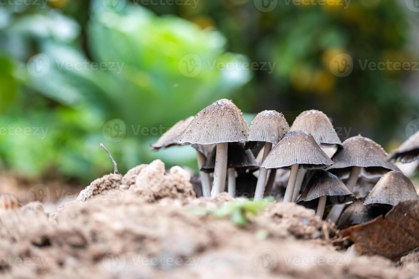 Group of mushrooms growing in a vegetable garden. photo