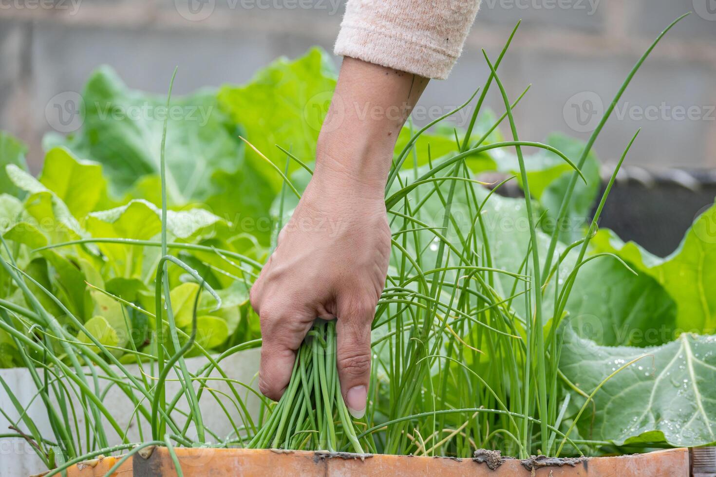 A woman's hand about to cut green onion that is in a pot made from a jar. photo